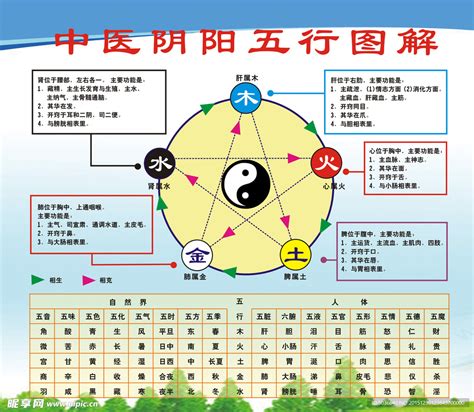 五行 意思|五行（中医术语）